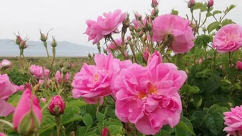 تصویر 1 از قیمت گل محمدی خشک خوش بو + خرید باور نکردنی